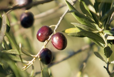 AOP Huile d’Olive de Provence