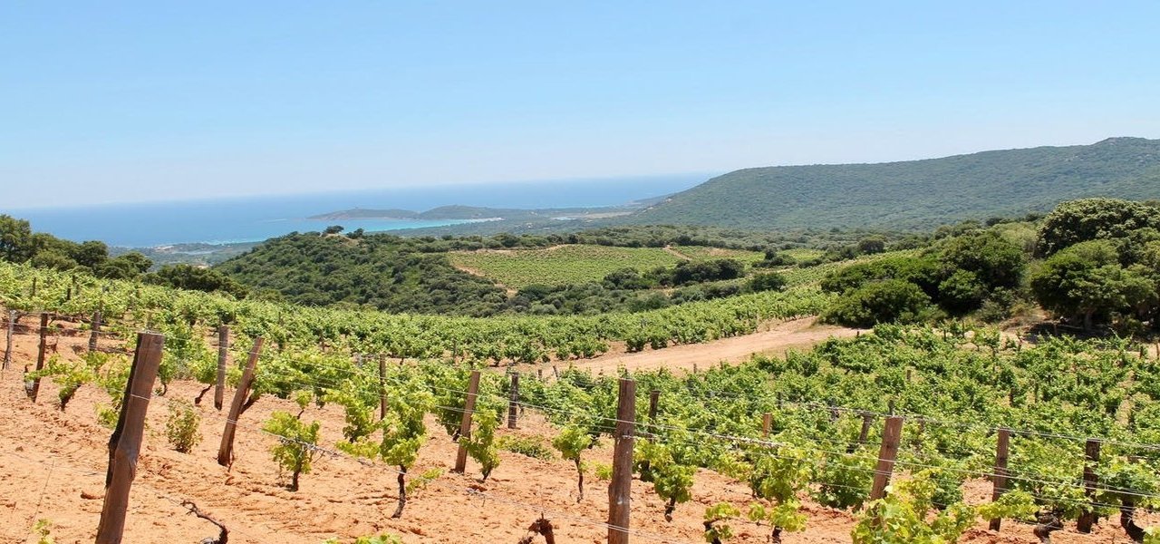 Corsica Wine Tours